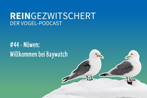 Reingezwitschert – der NABU-Vogelpodcast Tipps, Neuigkeiten und Kurioses für alle Vogelfans