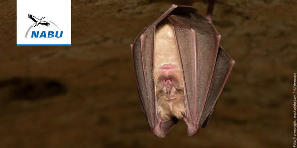 Batnight: Fledermäuse vor der Haustür erleben