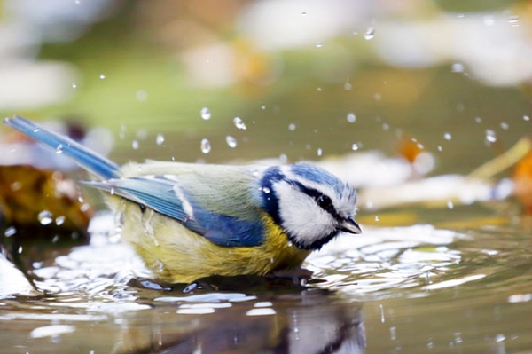 Vögel unterstützen bei Trockenheit So gestalten Sie Ihren Garten im Sommer vogelfreundlich