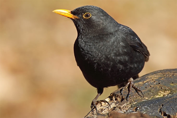 So viele Vogelzähler wie noch nie zuvor „Stunde der Gartenvögel“