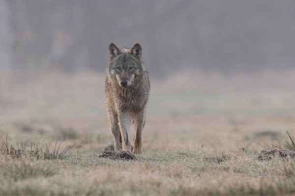 EU beschließt Umlistung des Wolfs Ein politischer motivierter Rückschritt für den Artenschutz