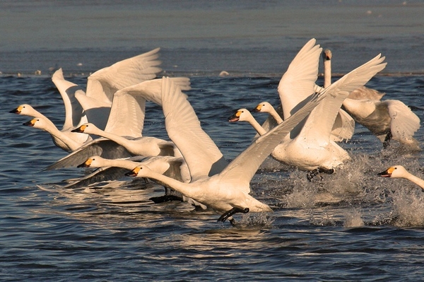 Vögel im Winter Einblicke in die Vogelwelt im Januar