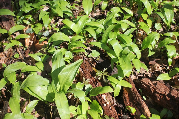 Frisch aus dem Wald in die Frühlingsküche Achtung: Bärlauch nicht mit Maiglöckchen verwechseln