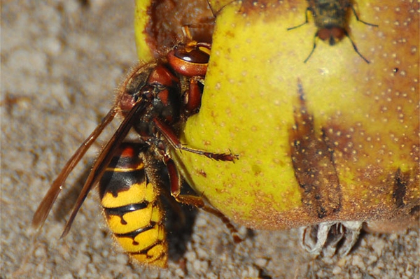 Hornissen: Nützliche Helfer Insektensommer: Hautflügler ist auf den vorderen Plätze