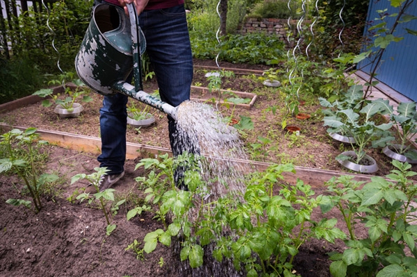 Durstlöscher und Kraftspender Tipps für die Bewässerung im Garten