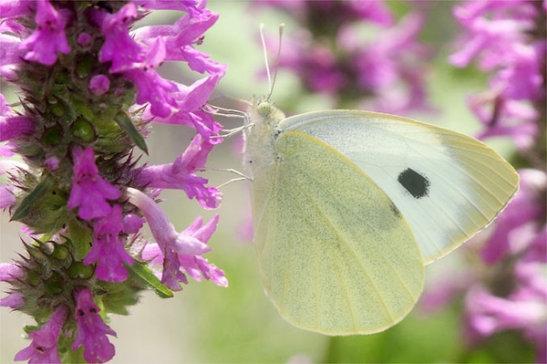 Tipps zur Insektenbeobachtung im Juli Immer mehr Gezirpe, immer mehr Geflatter