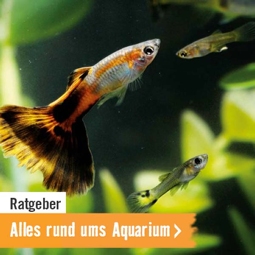 Ratgeber: Alles rund ums Aquarium