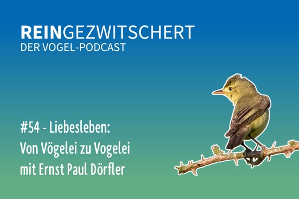 Reingezwitschert – der NABU-Vogelpodcast Tipps, Neuigkeiten und Kurioses für alle Vogelfans