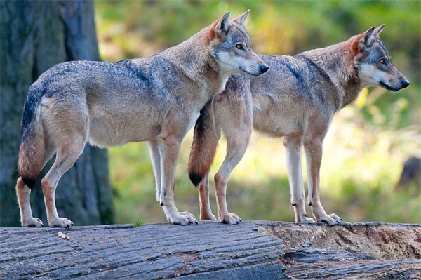 Freude über ein neues Wolfsterritorium im Hainich Der NABU Thüringen fordert mehr Unterstützung für Weidetierhalter