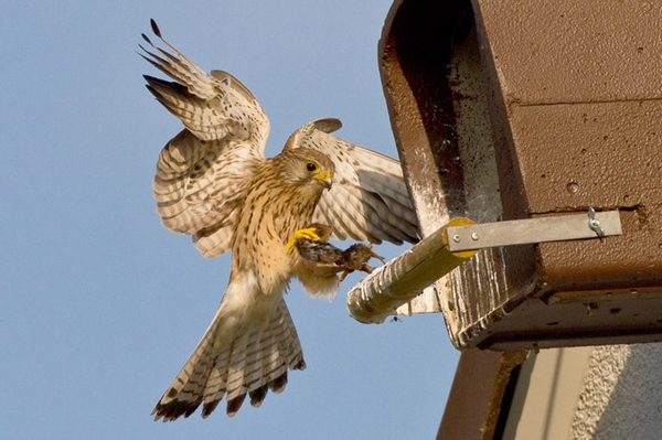 Turmfalken ins Nest geschaut Brutzeit per Webcam live mitverfolgen