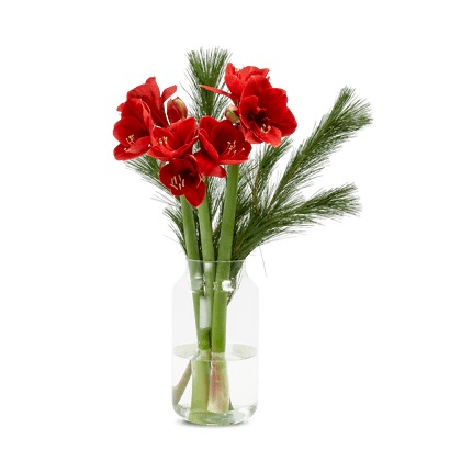 Amaryllis