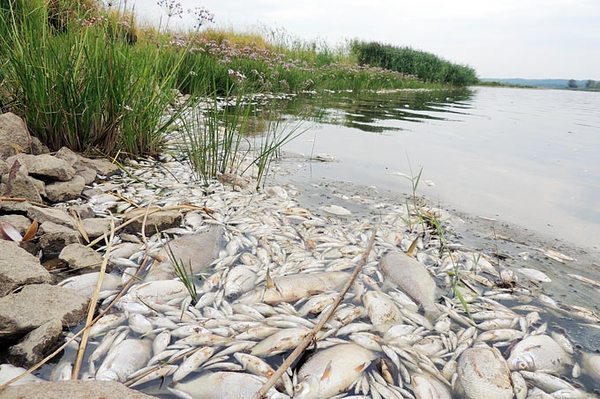 2023: In der Oder sterben wieder Fische NABU: Die Katastrophe kommt zurück