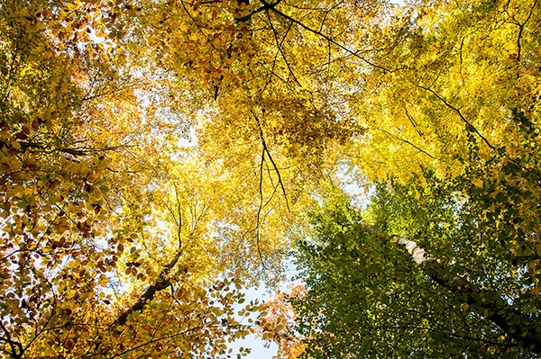 Ökologische Waldwende gefordert Finanzhilfen nicht nur für schnelle Aufforstung nutzen