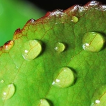 Blatt mit Tropfen - Foto: NABU/ H.-L. Pelzer
