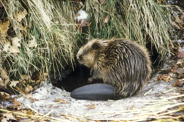 Unterschied Biber, Nutria und Bisam Wie erkenne ich, was da schwimmt?