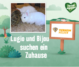 Lugio und Bijou suchen ein Zuhause