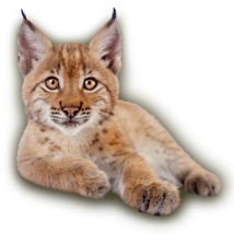 Foto: Adobe Stock