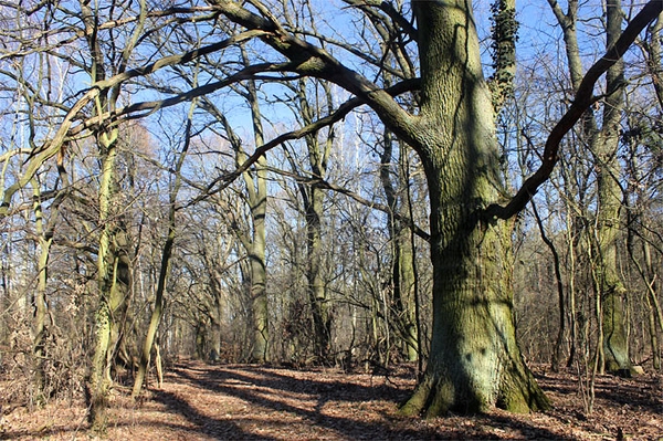 Kühle Wälder für gutes Klima Sofortmaßnahmen für den Wald auf den Weg bringen
