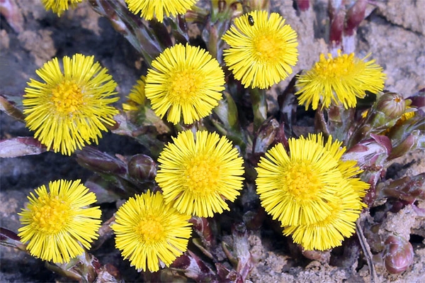 Erste Blüten und Beginn der Balz Die NABU-Naturtipps für den Monat Februar