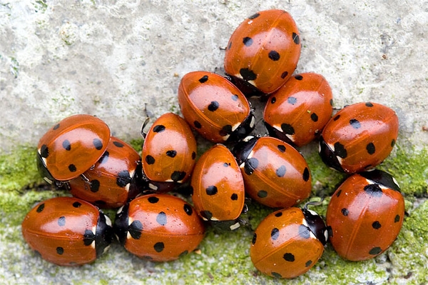 Marienkäfer sind auf Winterquartiersuche Invasion der Glücksbringer