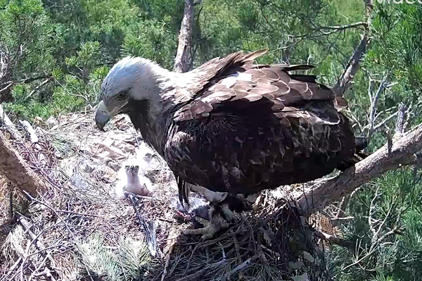 Kaiseradler-Webcam Seltene Greifvögel aus der russischen Uljanowsk-Region