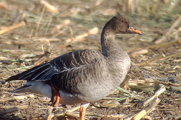 Jagdstopp für Saatgänse in MV Neue Jagdzeitenverordnung ist Schritt in die richtige Richtung