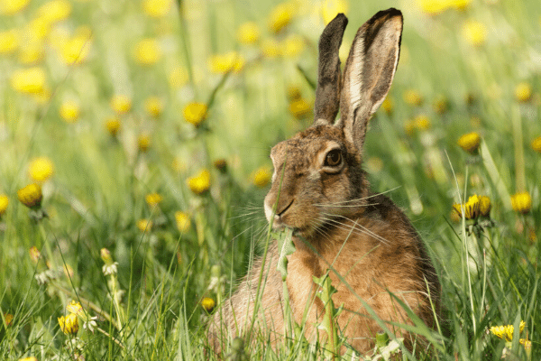 Frohe Ostern! Tipps für ein umweltfreundliches Osterfest
