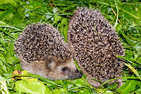 Deutschland sucht Igel und Maulwurf Landesverband Niedersachsen lädt zum Mitzählen ein