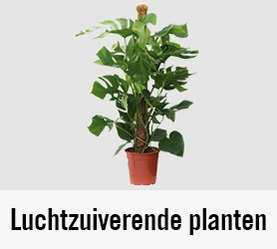 Luchtzuiverende planten | HORNBACH