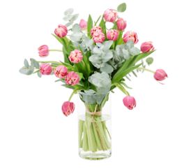 Amaryllis