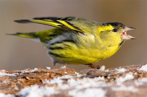 Angsthasen, Kämpfer und Hausbesetzer Wie sich Vögel am Futterhaus verhalten