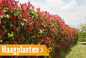 Haagplanten | HORNBACH