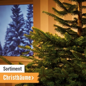 Sortiment: Christbäume