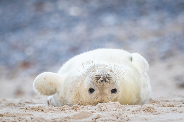 SOS Wattenmeer Meine Spende für das Weltnaturerbe