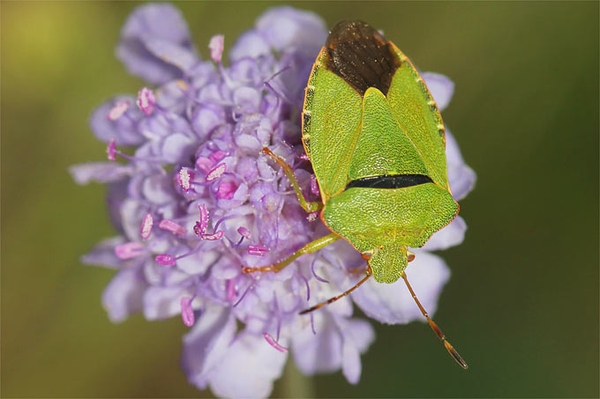 Häufige Insektenarten in Hamburg Diese Tiere kann man oft entdecken