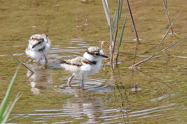 Ihre Stimme für sichere Brutplätze Jetzt abstimmen für Vogelschutzprojekt an NABU Vogelstation