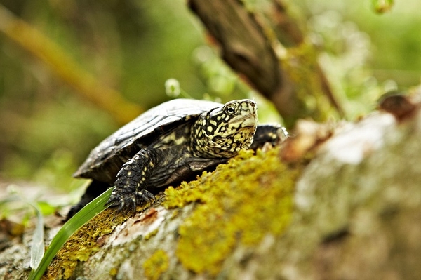 Europäische Sumpfschildkröte aus Winterruhe erwacht Die ersten Europäischen Sumpfschildkröten sonnen sich