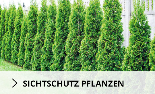 Sichtschutz Pflanzen