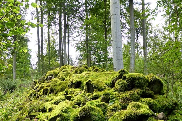 Naturwald Rhöner Basaltwald auf dem Suhl Bergiges Waldgebiet mit Uhu