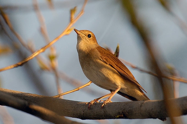 Vogelstimmenwanderung im Wiesenburger Park Am 30. April ab 7.30 Uhr