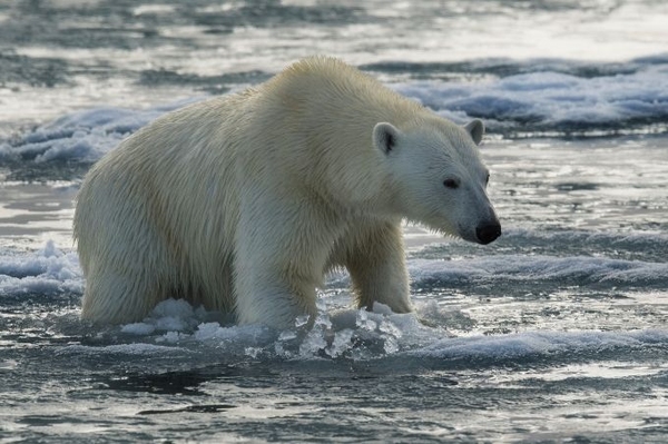 Stoppt den Abschuss der Eisbären! Unterschreiben Sie unsere Eisbären-Petition