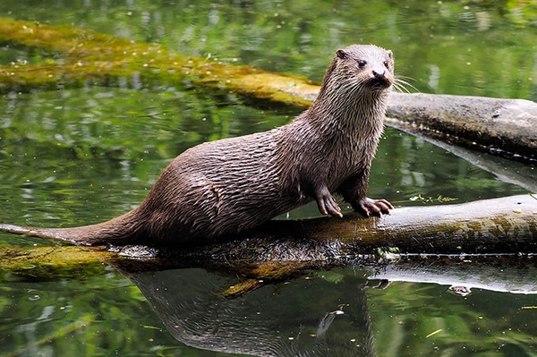 Biber, Fischotter und Mink im Schlaubetal 24. April 2022 von 09.30 bis 13 Uhr