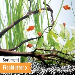 Fischfutter im HORNBACH Online Shop