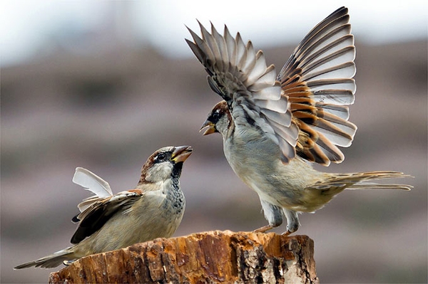 Ergebnisse Stunde der Gartenvögel 2025 Amsel, Drossel, Fink und Star – sind bald alle nicht mehr da?