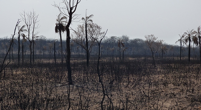 Wald nach dem Brand im Amazonas