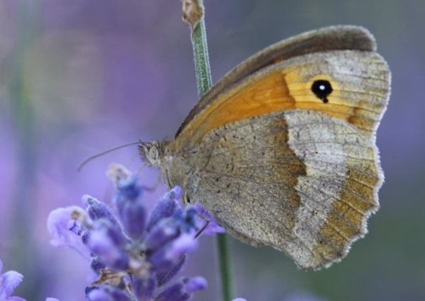 Die nationale Biodiversitätsstrategie