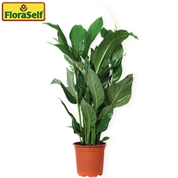 FLORASELF Spathiphyllum Sweet Silvio potmaat Ø 17 cm H 70-80 cm | HORNBACH