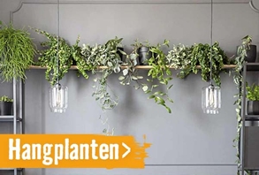 Hangplanten| HORNBACH