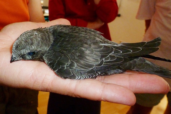 Zugvögel: Mauersegler starten im Ländle Brutplätze schaffen und Gärten insektenfreundlich gestalten