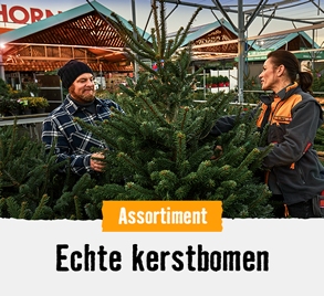 Echte kerstbomen | HORNBACH